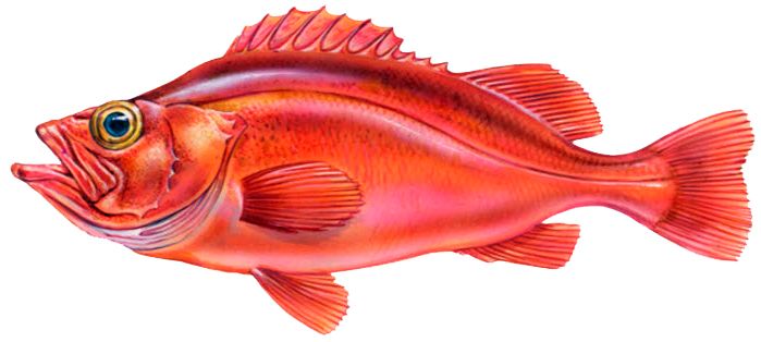 Sebastes mentella_03.jpg